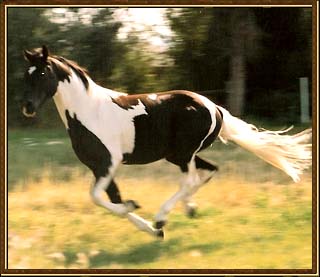 Tennessee Walking Horse Stallion At Stud - Pride's Thrill-Ah-Gee #19914121